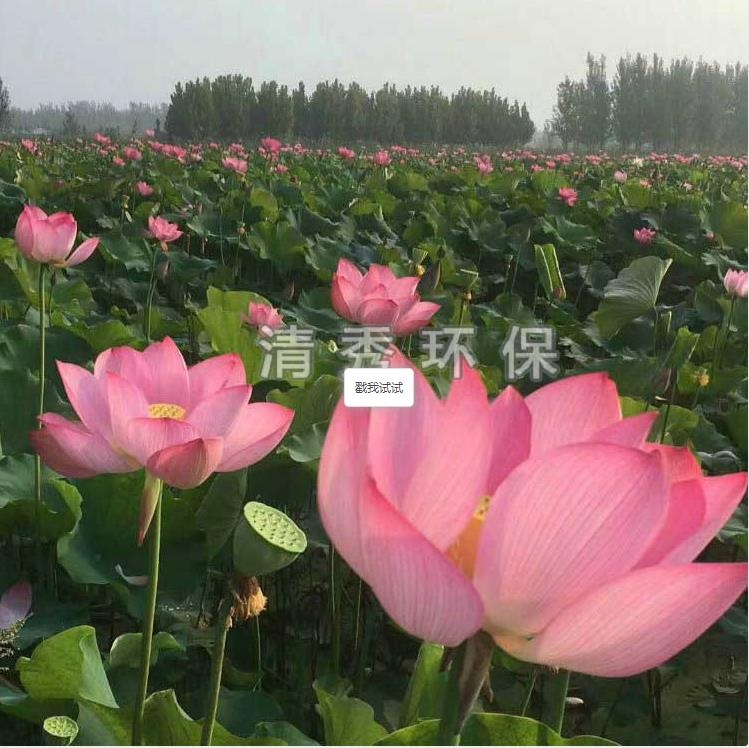 荷花苗種植各方面的要求有哪些？
